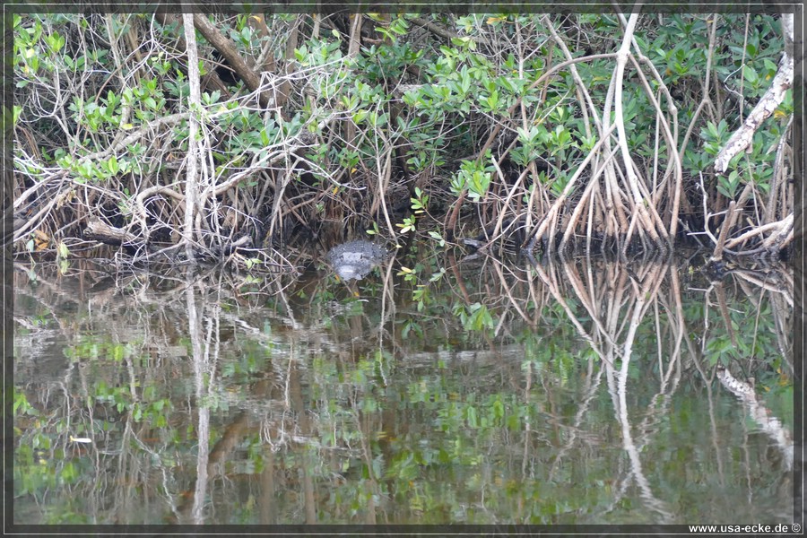 Airboat_2024_038
