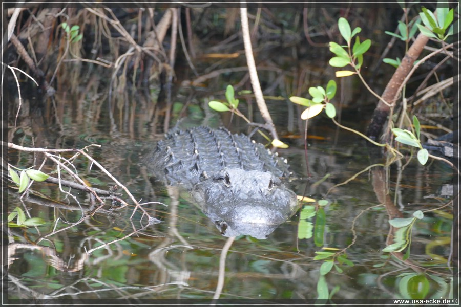 Airboat_2024_039