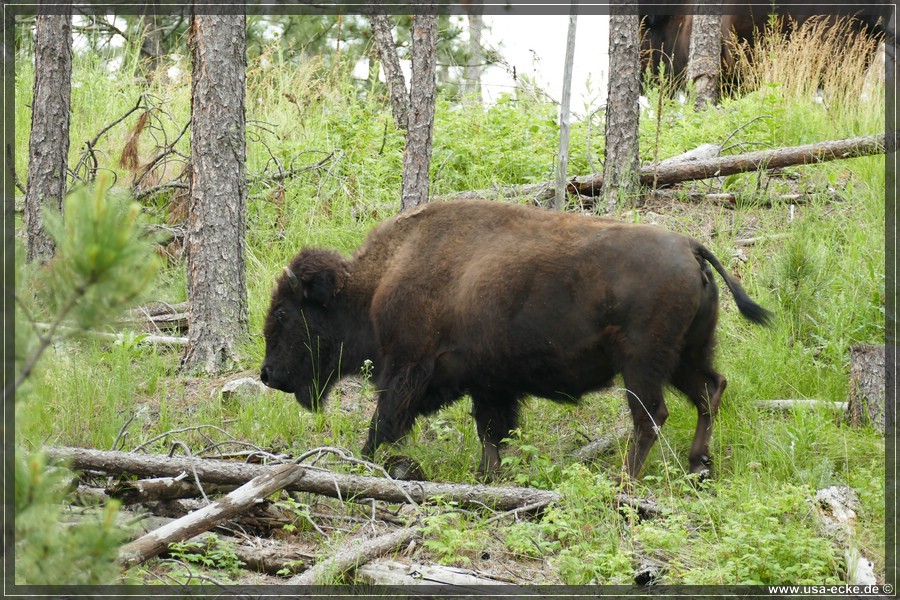 Bisons2023_002