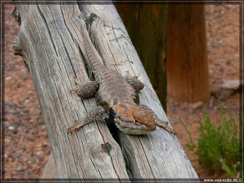 Capitol_Reef_03