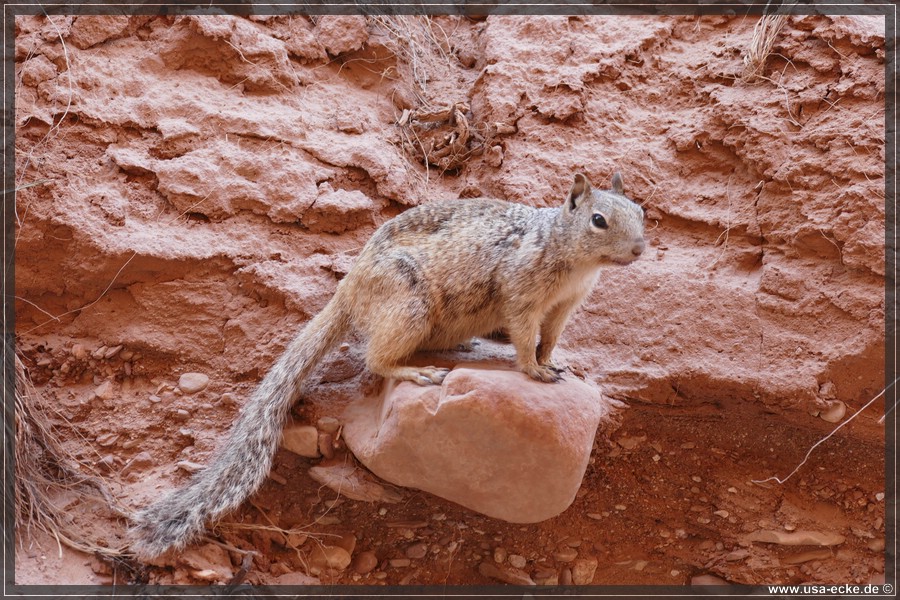 CapitolReef2017_015