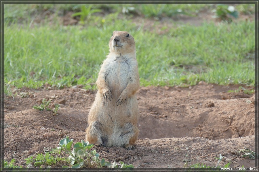 Caprock2016_013