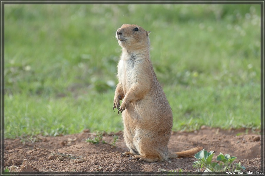 Caprock2016_014