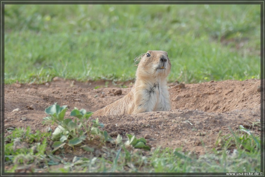 Caprock2016_015