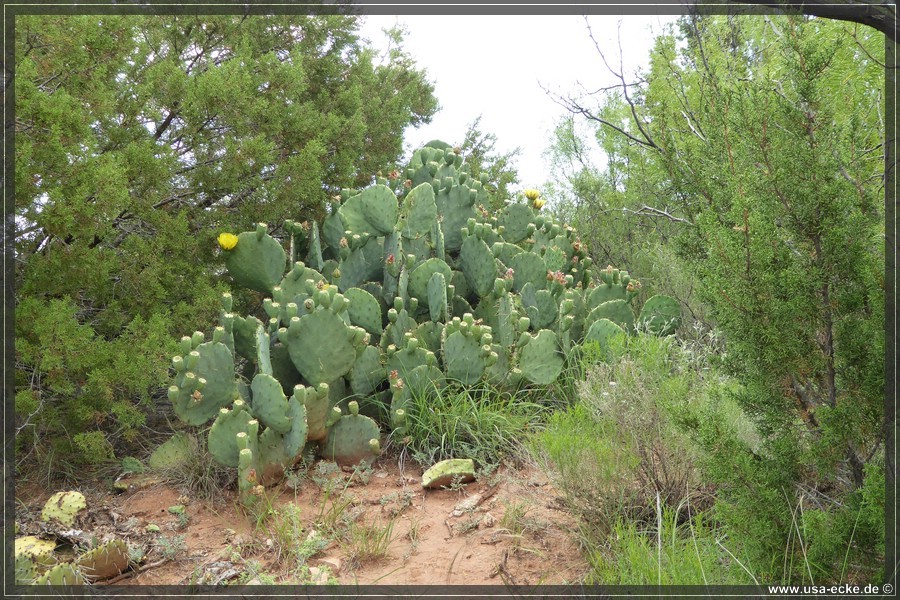 Caprock2016_036