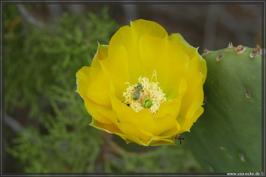 Caprock2016_037