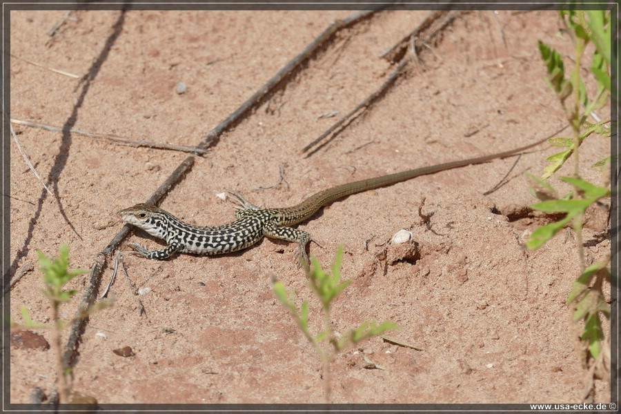 Caprock2016_049