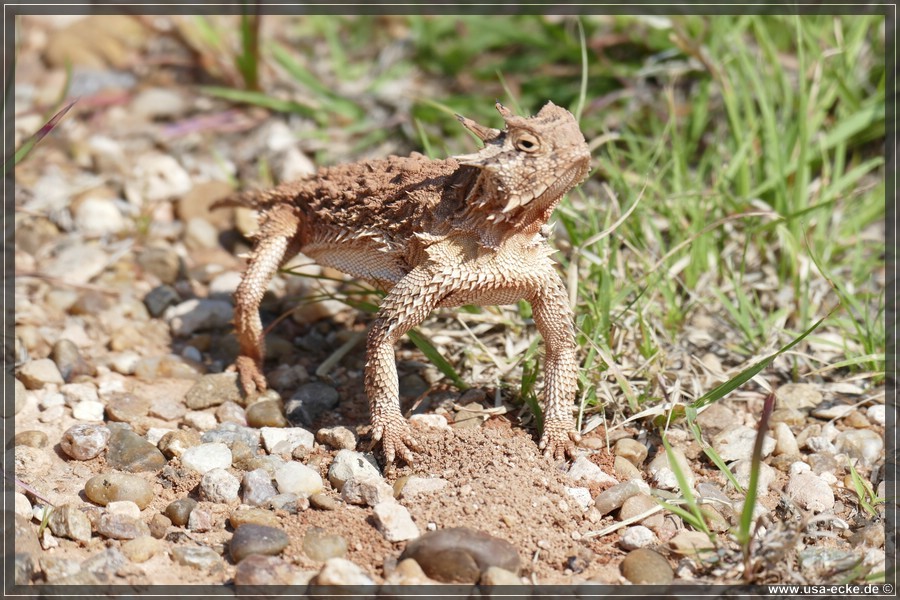 Caprock2016_052