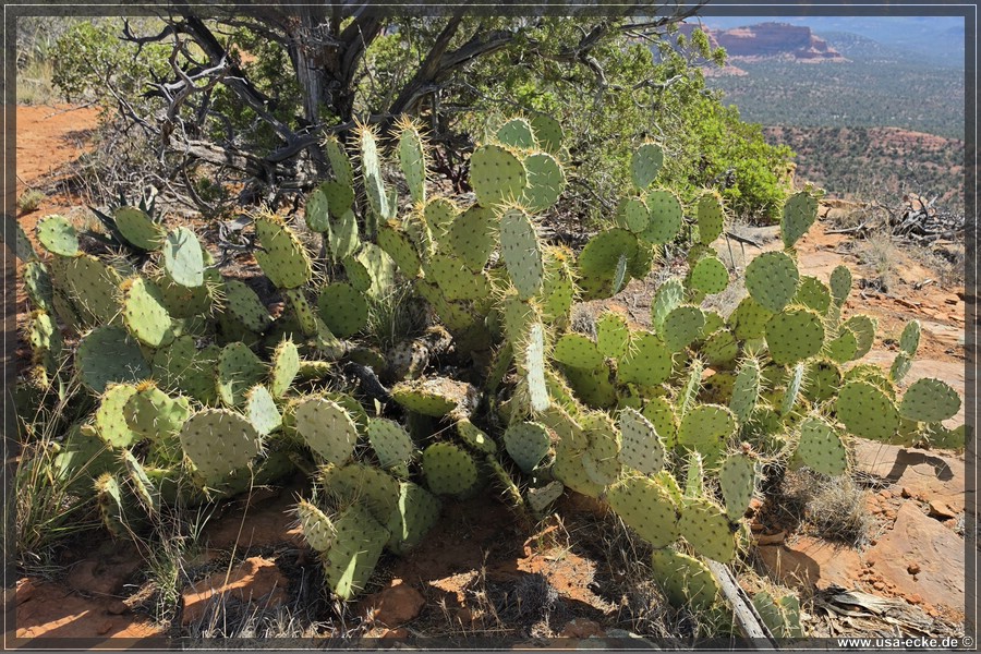 Doe_Mountain_2026_036
