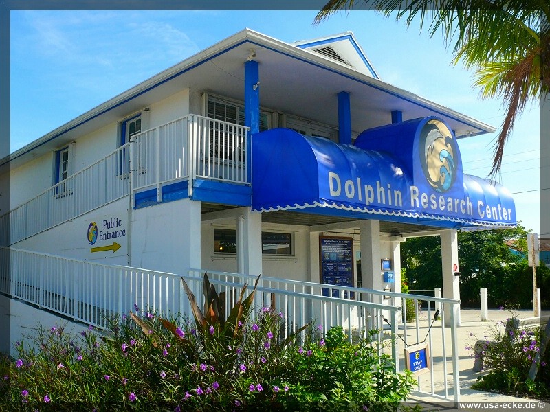 DolphinResearch_04