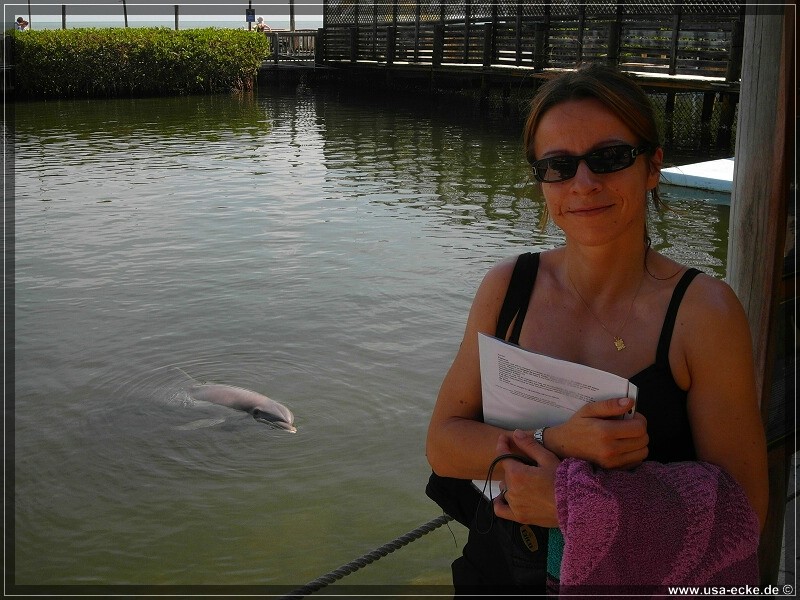 DolphinResearch_06