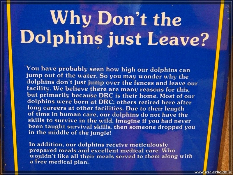 DolphinResearch_18