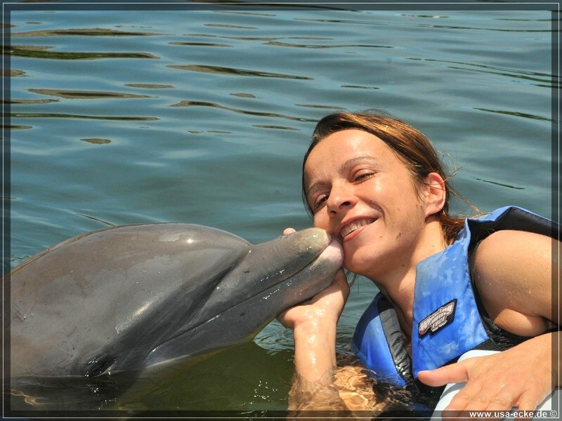 DolphinResearch_29