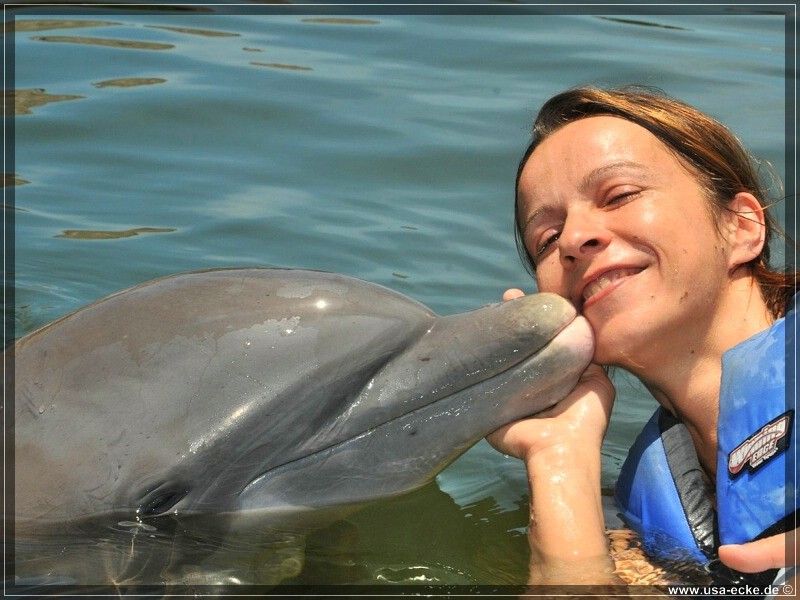DolphinResearch_31