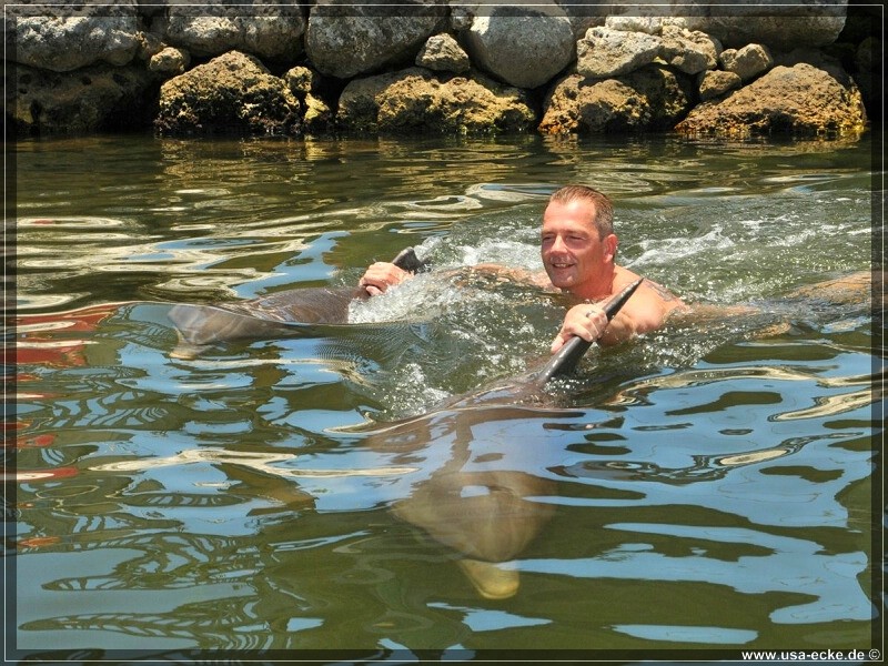 DolphinResearch_33