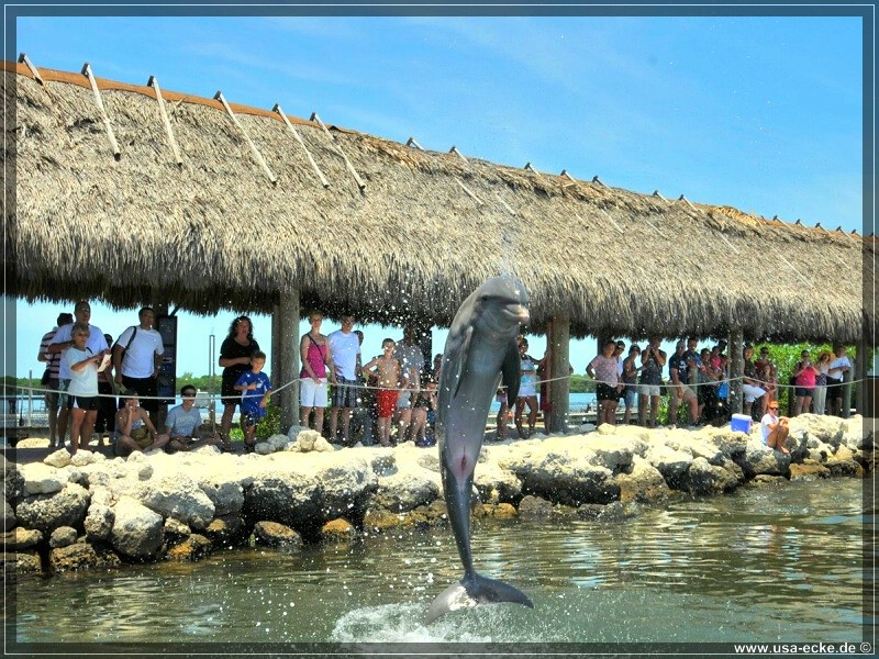 DolphinResearch_34