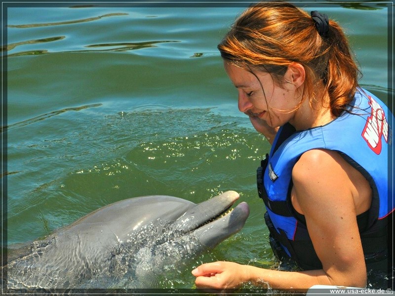 DolphinResearch_35