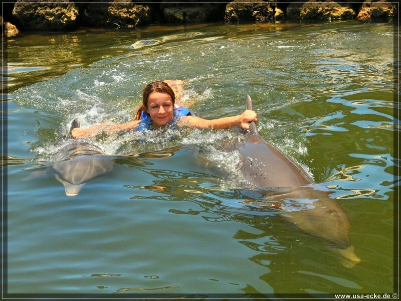 DolphinResearch_39