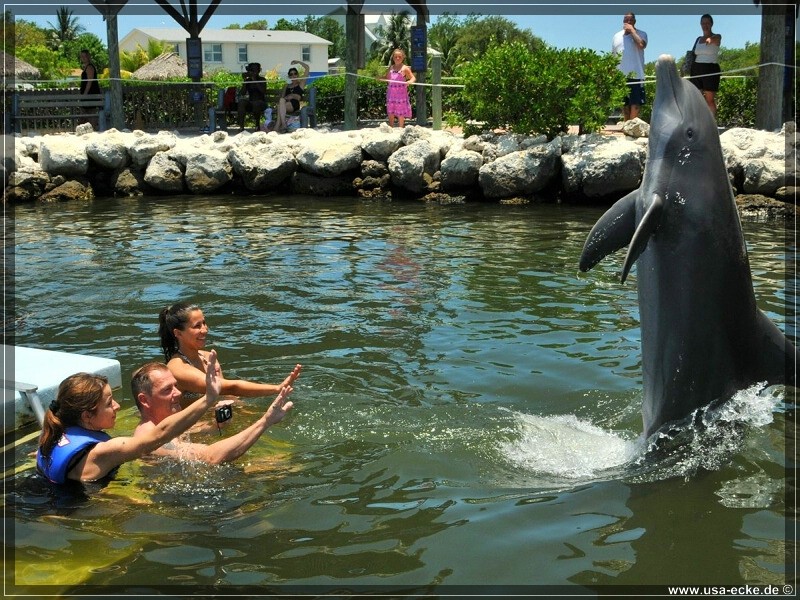 DolphinResearch_43