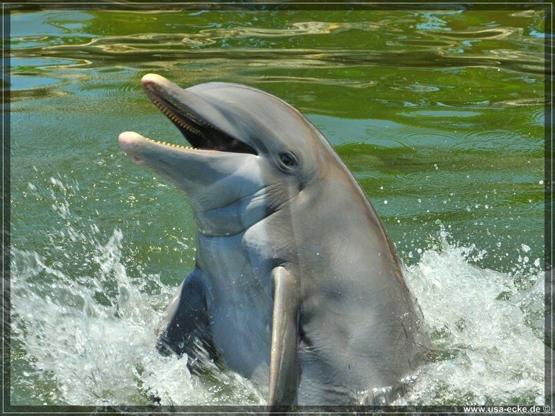 DolphinResearch_45