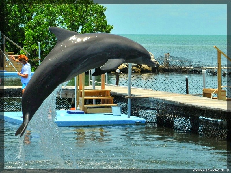 DolphinResearch_46