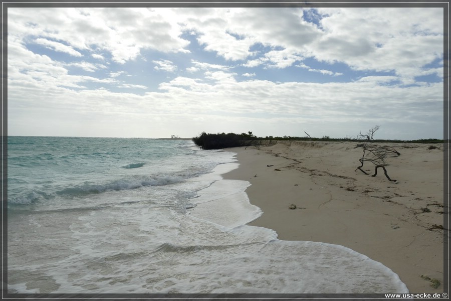 DryTortugas_Bush_2024_012