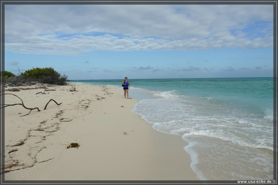 DryTortugas_Bush_2024_013