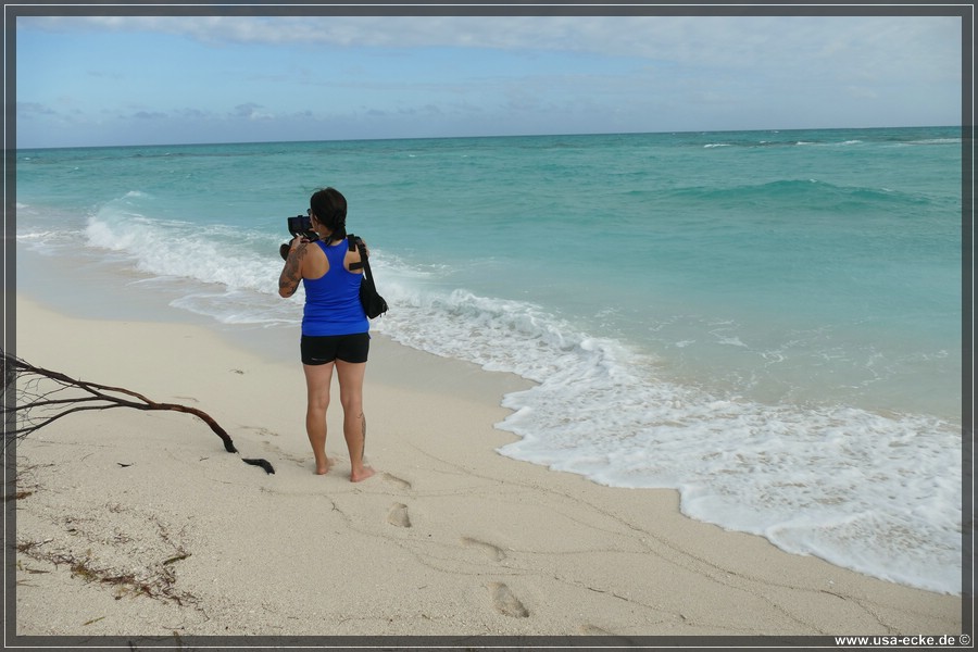 DryTortugas_Bush_2024_014