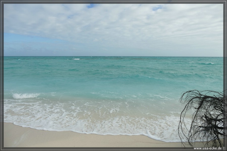 DryTortugas_Bush_2024_015