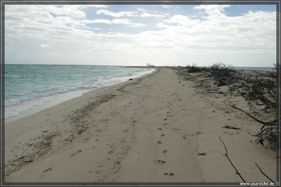 DryTortugas_Bush_2024_019