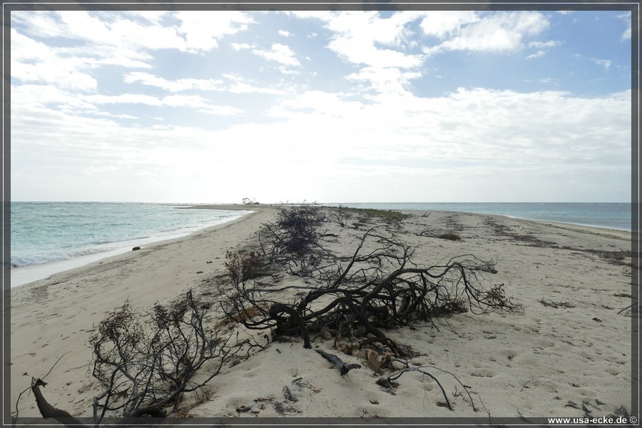 DryTortugas_Bush_2024_020