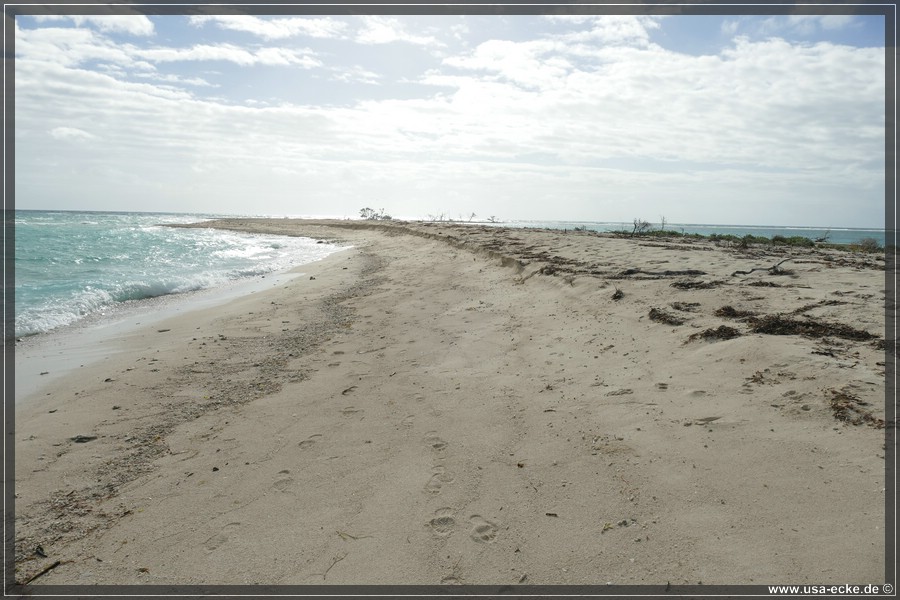DryTortugas_Bush_2024_021