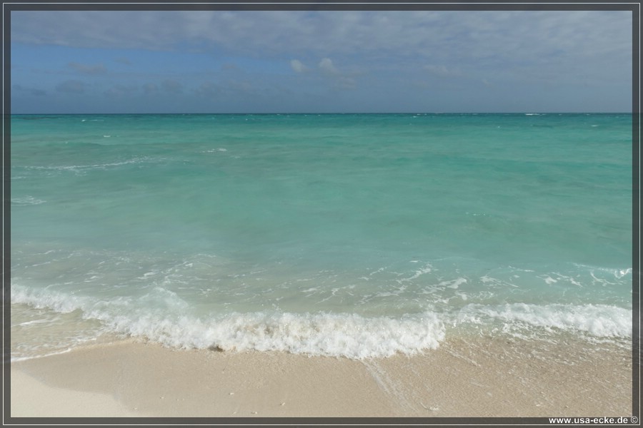 DryTortugas_Bush_2024_022