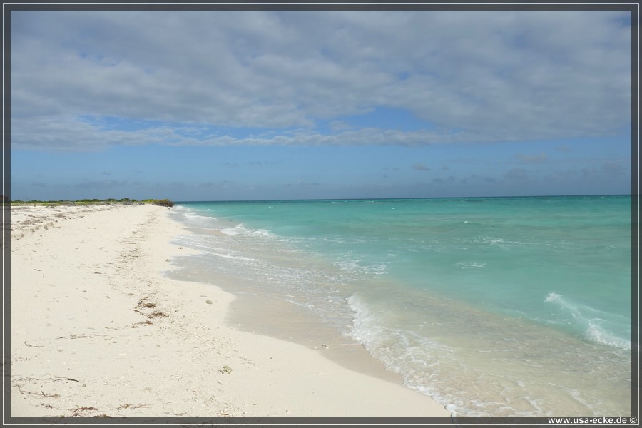 DryTortugas_Bush_2024_023