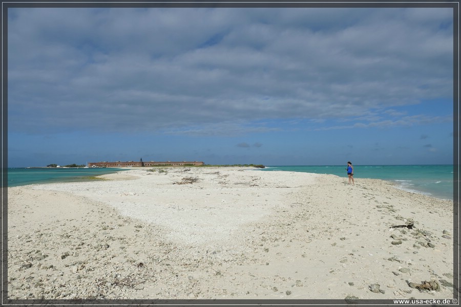 DryTortugas_Bush_2024_029