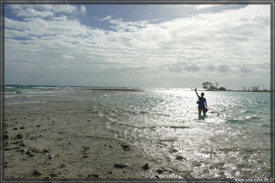 DryTortugas_Bush_2024_033