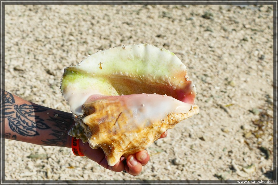 DryTortugas_Bush_2024_037