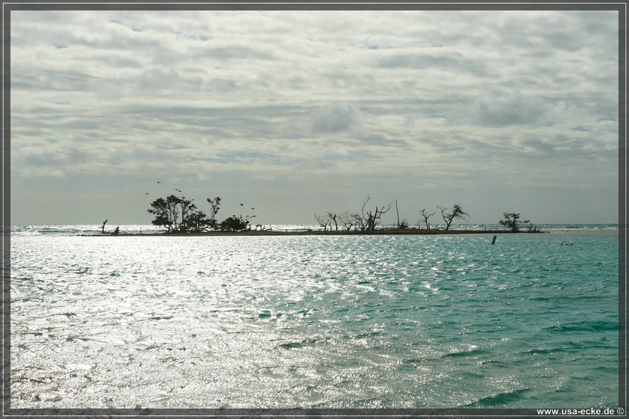 DryTortugas_Bush_2024_040