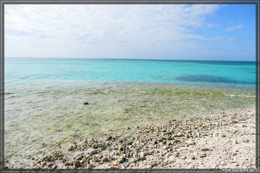 DryTortugas_Bush_2024_041