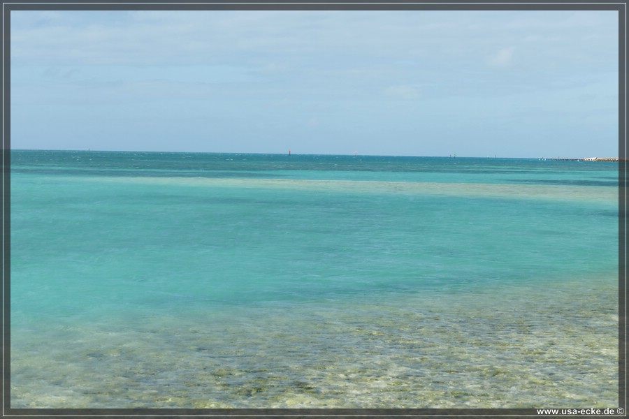 DryTortugas_Bush_2024_042