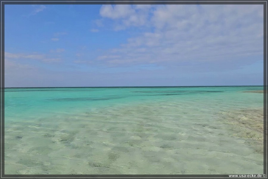 DryTortugas_Bush_2024_046