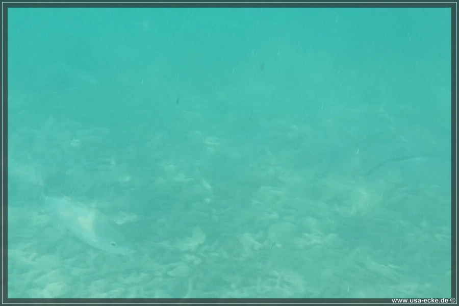 DryTortugas_Swim_2024_020