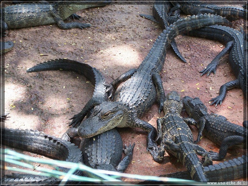 alligator_farm2009_001