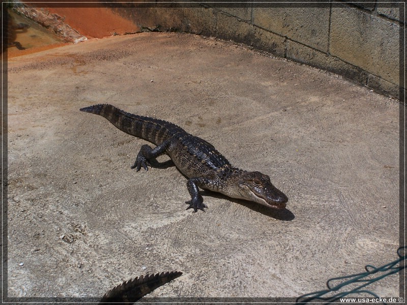 alligator_farm2009_003
