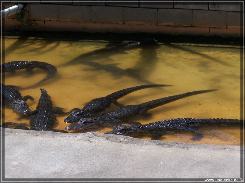 alligator_farm2009_004