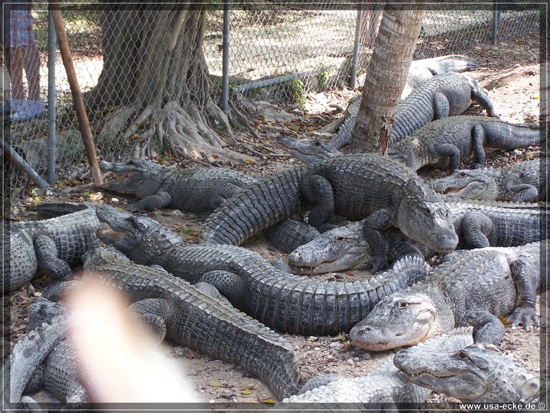 alligator_farm2009_005