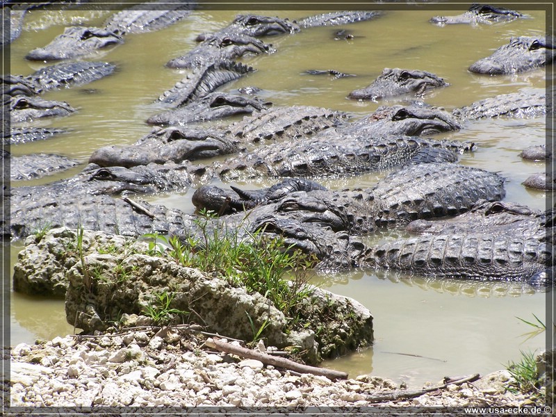 alligator_farm2009_006