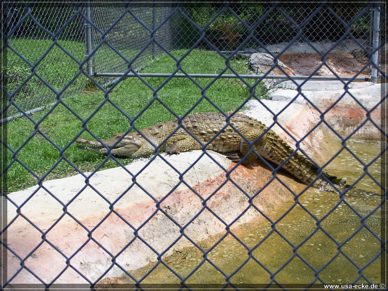 alligator_farm2009_007