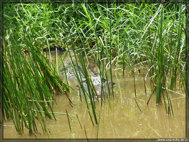 alligator_farm2009_009