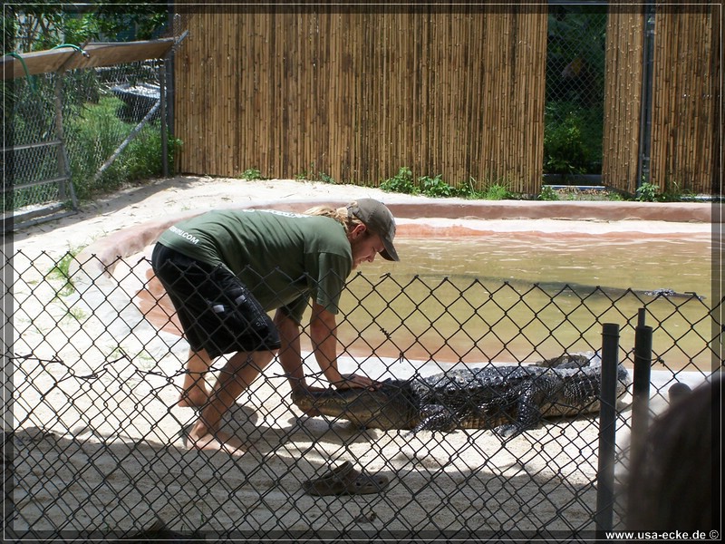 alligator_farm2009_011